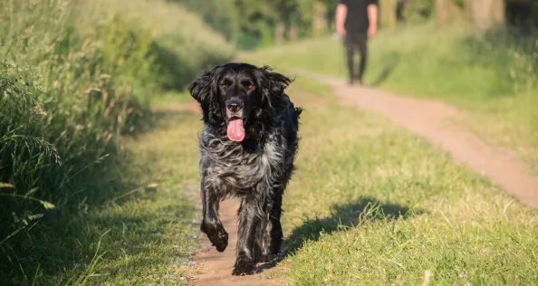 Dog-friendly campsite